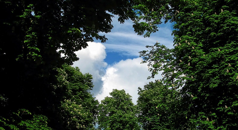 Arborist