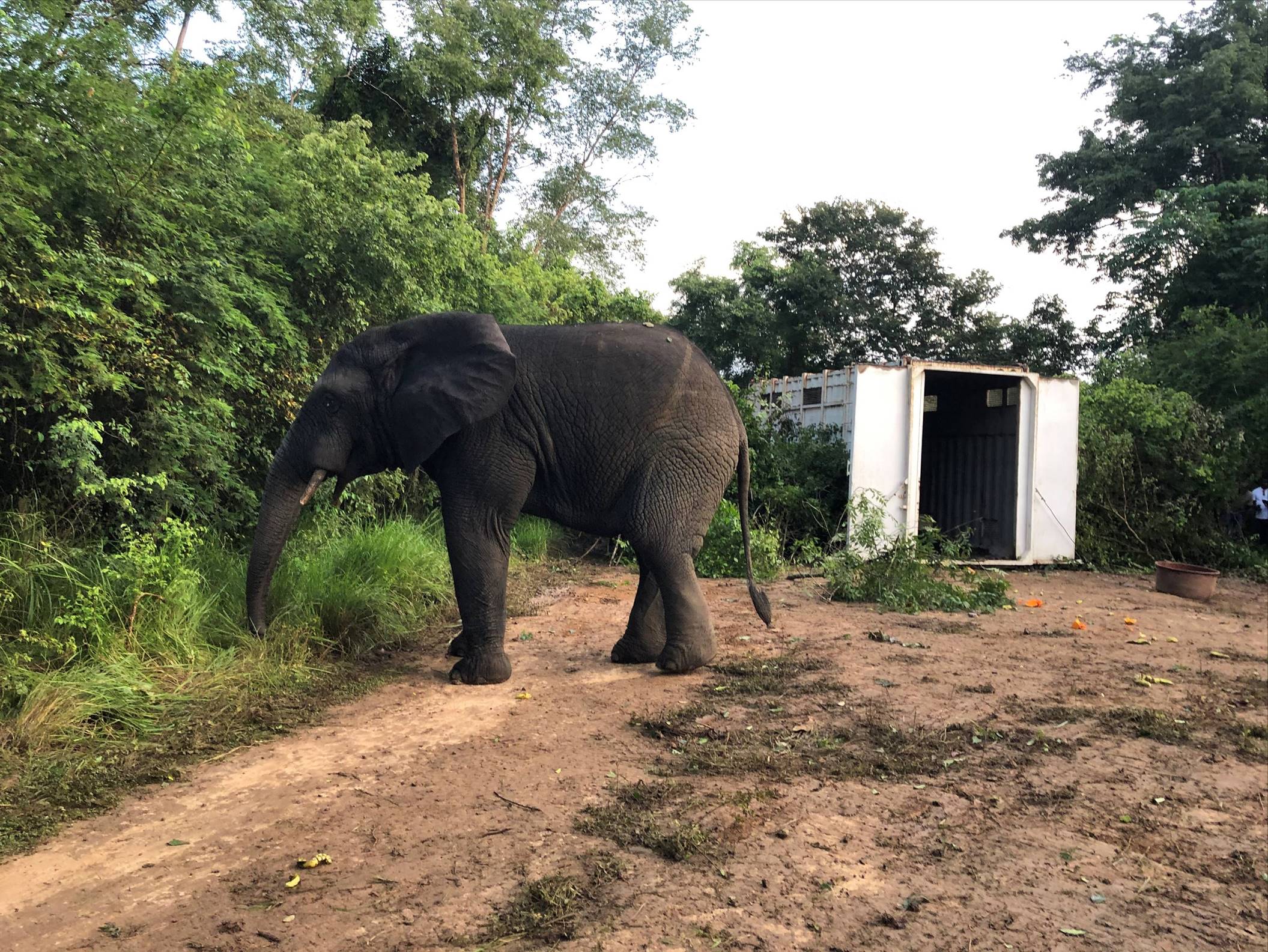 SLG Help Relocate Mischievous Elephant in Africa!